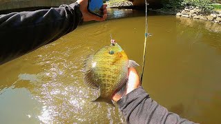 Late Summer Bluegill Fishing (Back To Back)
