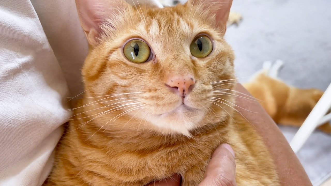 呼んだら絶対来てくれる猫の弟妹愛がすごい Youtube