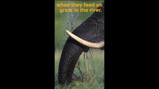 When Elephants Wash Their Food