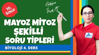 Mayoz Mitoz Şekilli Soru Tipleri | 10. Sınıf Biyoloji Konu Anlatımları #10bylj