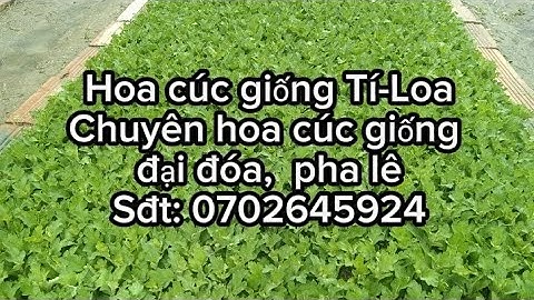 Hoa cúc giống năm 2024