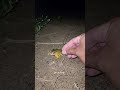 Catch big frogs funny | Try don't laugh | wepwep catching frogs make you laugh 🐸 #shortsviral #frog
