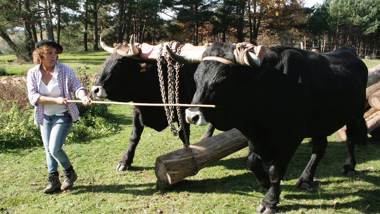 Разведение быков и коров и их традиционная работа на лесоперевозках | Документальный фильм