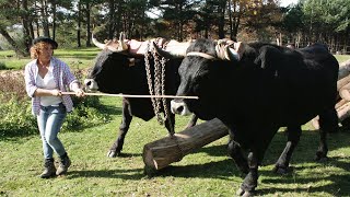 Breed oxen and cows and their traditional work in lumber hauling | Documentary film