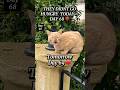They Didn’t Go Hungry Today 🐾| Day 68 ❤️ Feeding Street Cats daily #shorts #cat  #cats  #fyp #reels