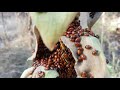 Lady Bugs Hibernating in the Sierra Foothills