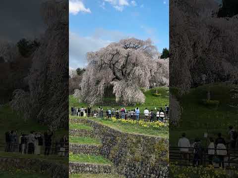 奈良県宇陀市の又兵衛桜－3－正面から　建築家・守谷昌紀のビデオアルバム #大阪 #建築家 #又兵衛桜