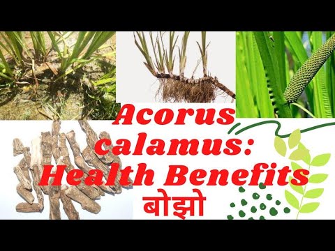 Video: Waarvoor word acorus calamus gebruik?