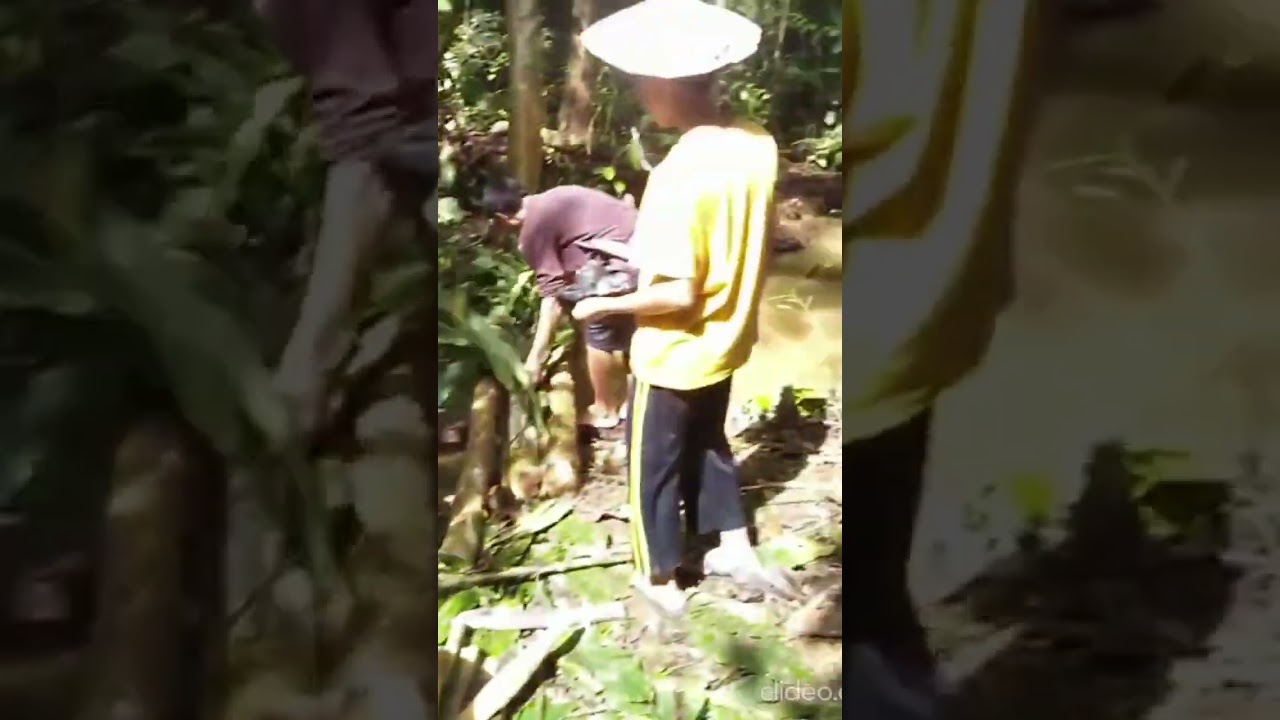 Cara Menuba Ikan,Adat Nuba Dayak