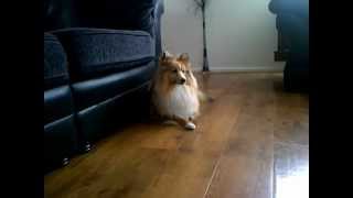 Sheltie howling (part 2)