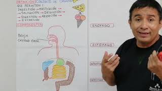 Cuarto Primaria Ciencia y tecnología Sistema Digestivo
