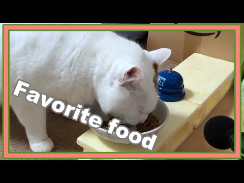 咀嚼音も聞いてね・猫のキクちゃんが気に入ったカリカリを食べている様子☆Chewing sound, cat Kiku-chan is eating the crunchy favorite
