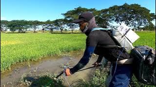 SUBRA NA KUNG BUMUTAS SA PILAPIL Ang SWAPM EEL | Kiwet | Rice Eel...