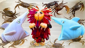 Kem Ốc Chanel ra bờ ao câu con cua, cá hề, cá nheo, nhờ cá mập bắt quái vật Yarnaby Poppy Playtime.