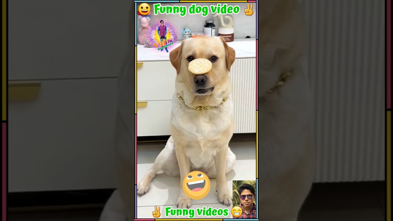 Dog eating biscuit funny video 🍪 
