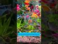 Artemia Shrimp Pellets | Viên tôm artemia cho cá giàu dinh dưỡng #aquarium #fishtank