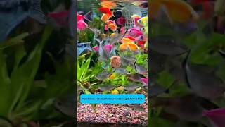 Artemia Shrimp Pellets | Viên tôm artemia cho cá giàu dinh dưỡng #aquarium #fishtank