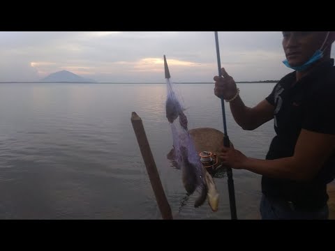 Video: Cách Câu Cá Bằng Lưới
