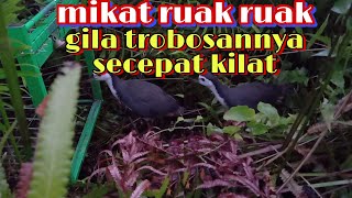Mikat ruak ruak,trobosannya secepat kilat