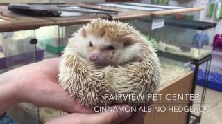 Cinnamon Albino Hedgehog - Fairview Pet Center