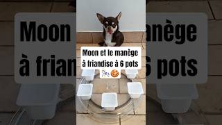 Niveau 6… mission impossible 😳🐶 Level 6… almost impossible 😳🐶