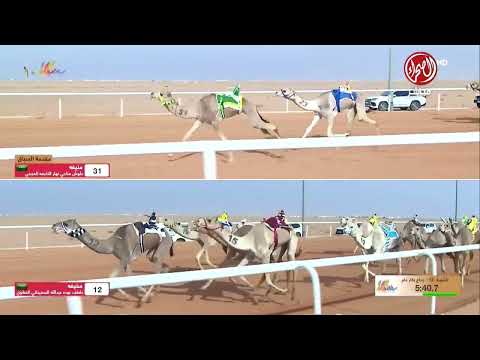 الشوط 12 جذاع بكار صباح يوم الأربعاء 24 12 2025 من مهرجان الملك عبدالعزيز للإبل10