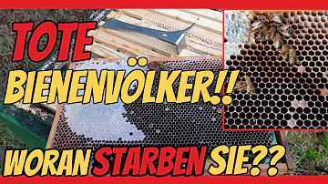 Warum liegen überall tote Bienen?