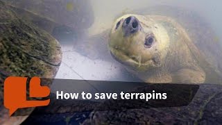 Meet the Guardians of the Terrapins
