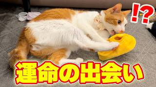 チップがついに運命のおもちゃに出会ってしまったかもしれません。