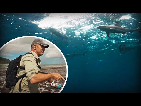 MON SPOT EST ENVAHI PAR LES REQUINS - Cyril Chauquet