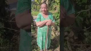 batata doce 🍠 gigante no sitio.