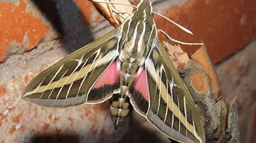 White-Lined Sphinx Moth