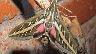 White-Lined Sphinx Moth