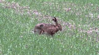 Where to see Brown Hares