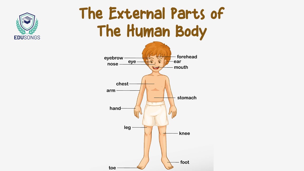 External Human Body Parts For Kids
