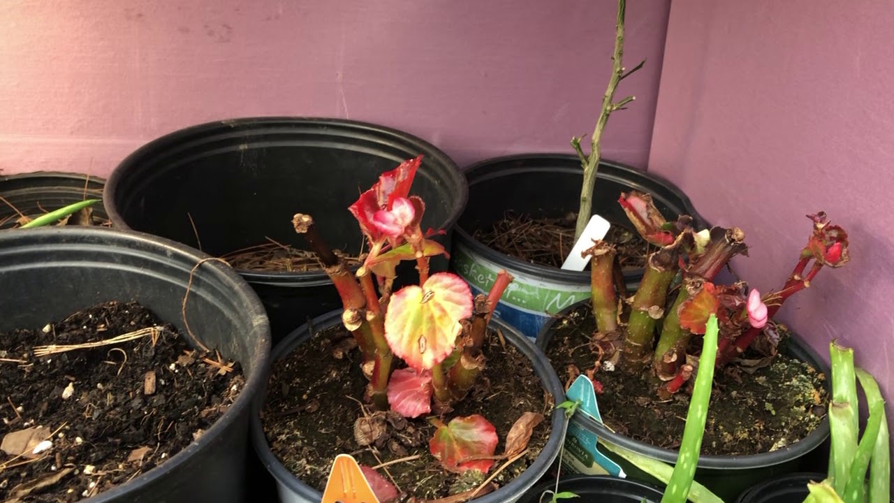 Wintertime Greenhouse YouTube