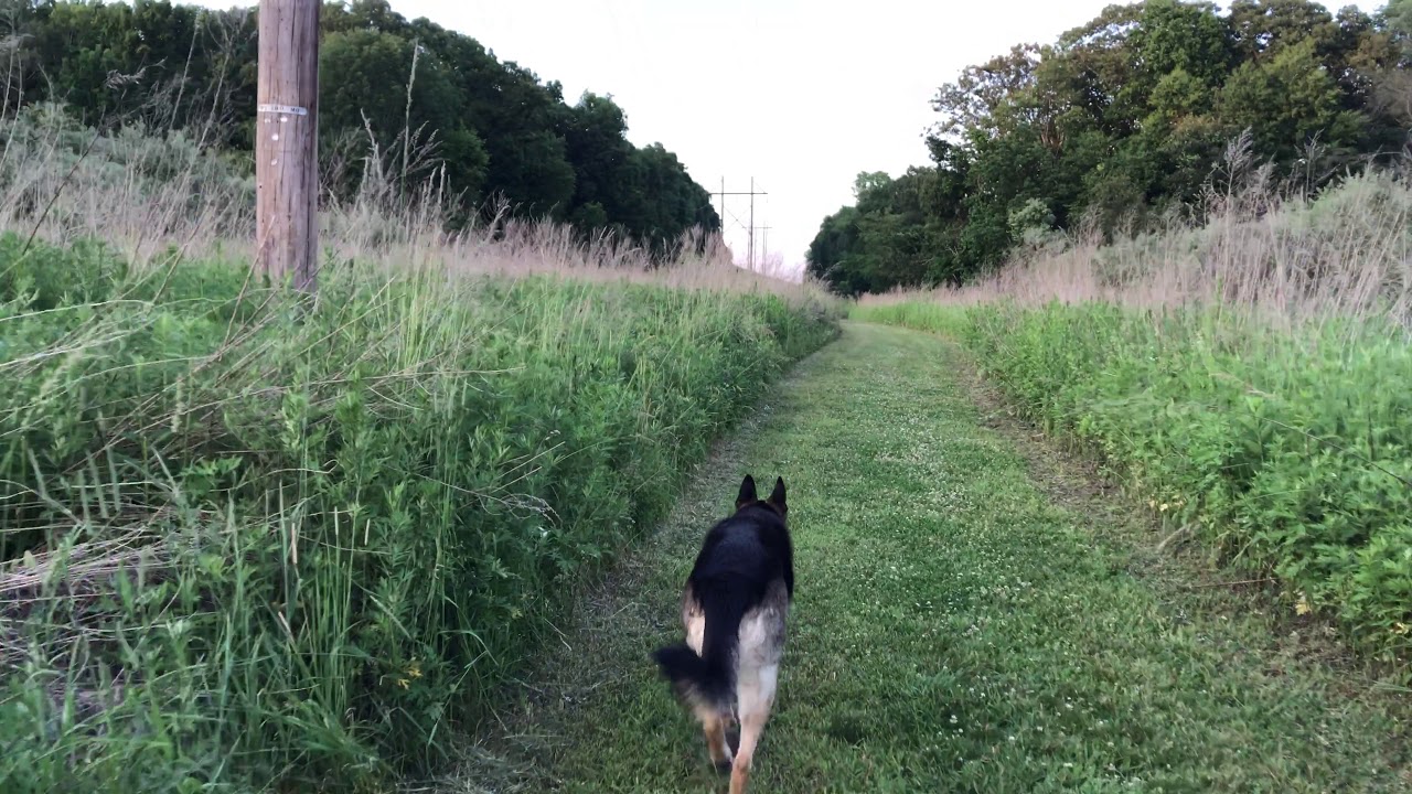 Deer and Rabbit Encounter! Off-Leash German Shepherd chasing a wild ...