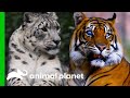 🔴 The Ultimate Feline Compilation! | Animal Planet