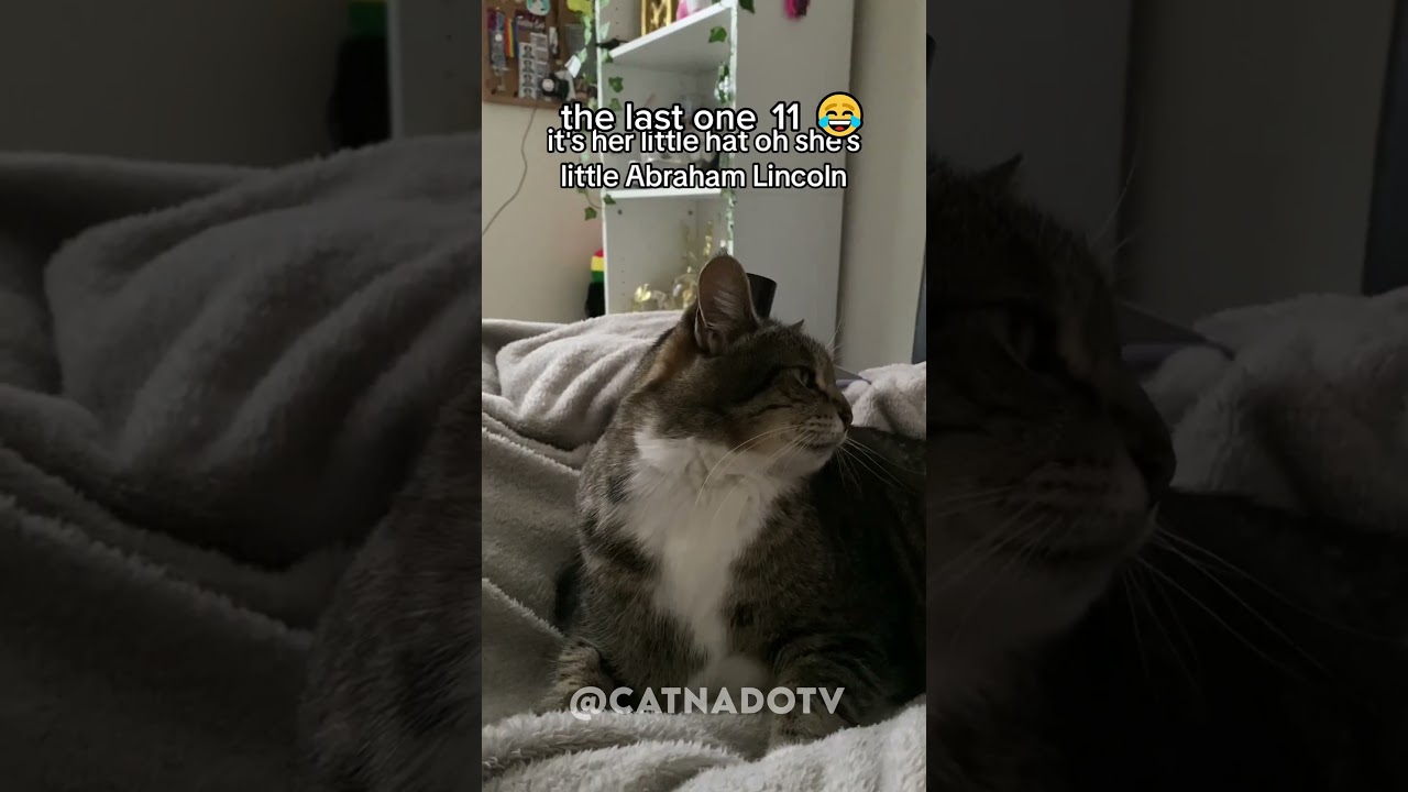 funny cat videos 😂😂😂