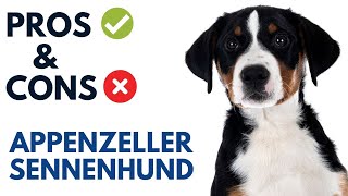 Appenzeller Sennenhund Pros and Cons | Appenzeller Sennenhund Advantages and Disadvantages