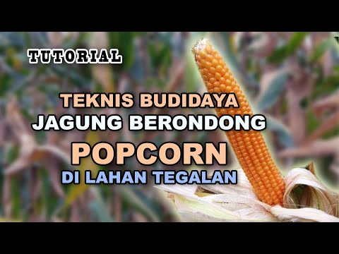 Jagung Apa Yang Digunakan Untuk Popcorn