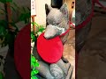 小寶稲荷神社。ビルに囲まれた路地に鎮座する、子宝と一族の繁栄を司る不屈の聖地。都会の隙間に漂う凛とした神気。 The Spirit of Life: Kodakara Inari.