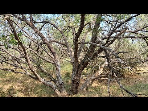 Wideo: Korzyści z drzewa Mesquite: Dowiedz się o różnych zastosowaniach drzewek Mesquite