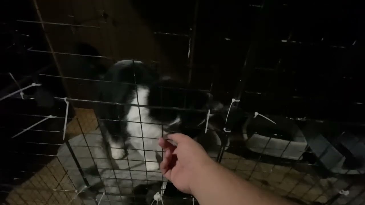 Barn Cats That Will Make Your Day Better