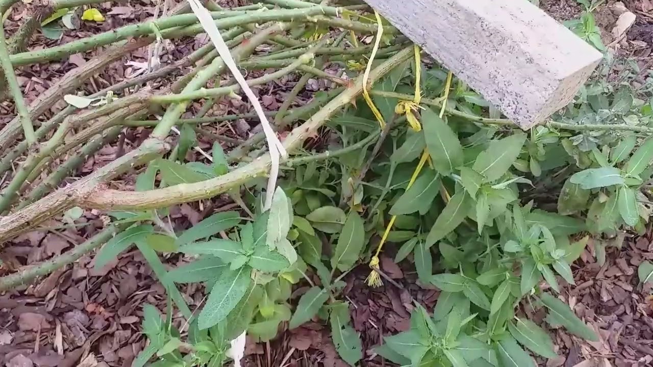 Обрезка роз под укрытие на примере своего розария. Неприятная неожиданность...