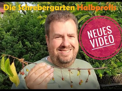 Video: Kirsche Vertrocknet Nach Der Blüte – Was Sind Die Gründe?