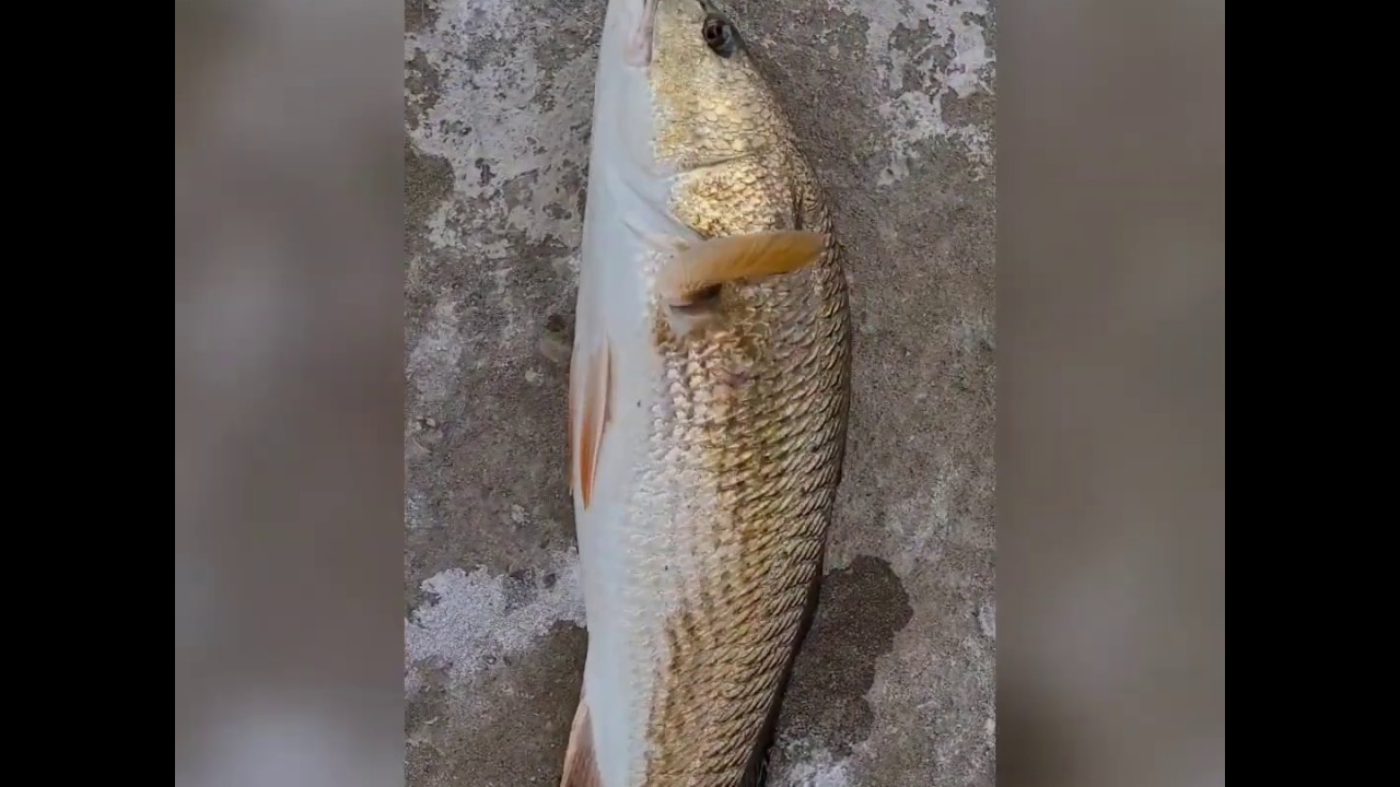 FISHING FOR REDFISH IN SANTA ROSA BEACH DESTIN AREA!