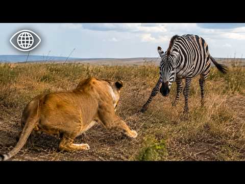 Video Lions contre Zèbres : La Loi Impitoyable de la Savane ?Documentaire Animalier?BF