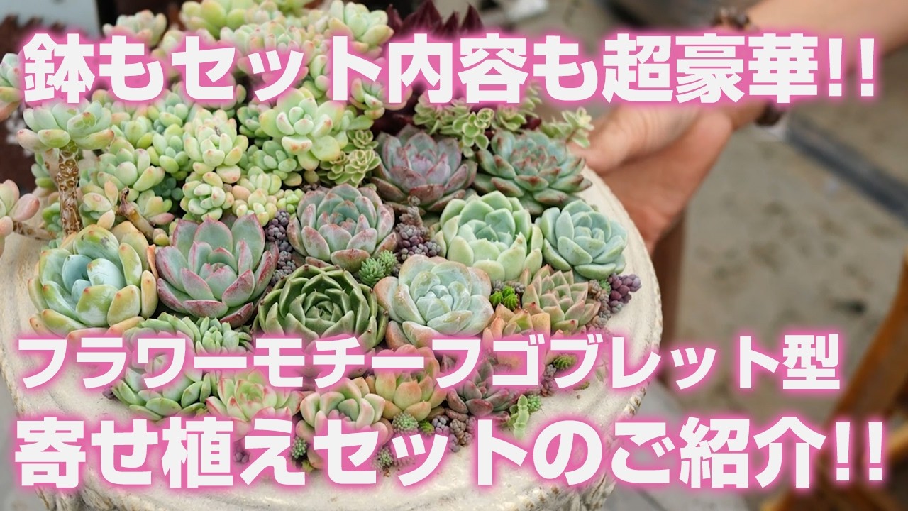 06/27/2026 [Succulents] The pots and the set contents are super