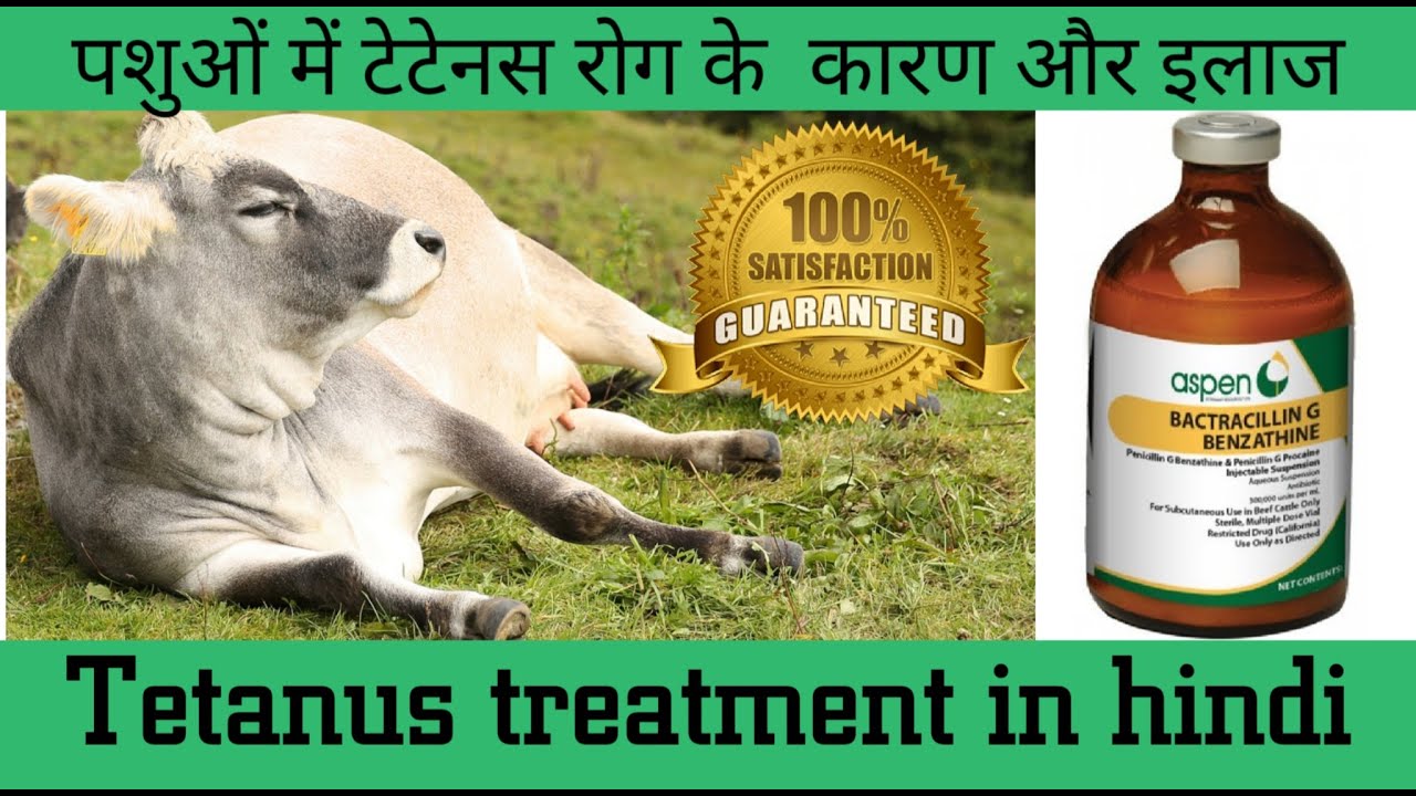Tetanus treatment in hindi | Veterinary treatment in hindi |